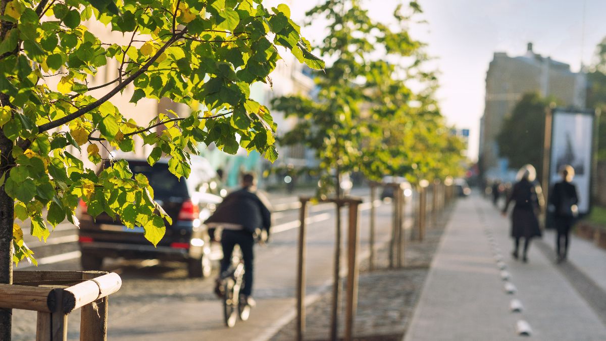 Stadtstraße mit Bäumen entlang des Gehwegs und einem Fahrradfahrer, der auf der Straße fährt.